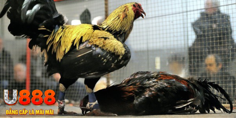 link vip NE Điện Tử
